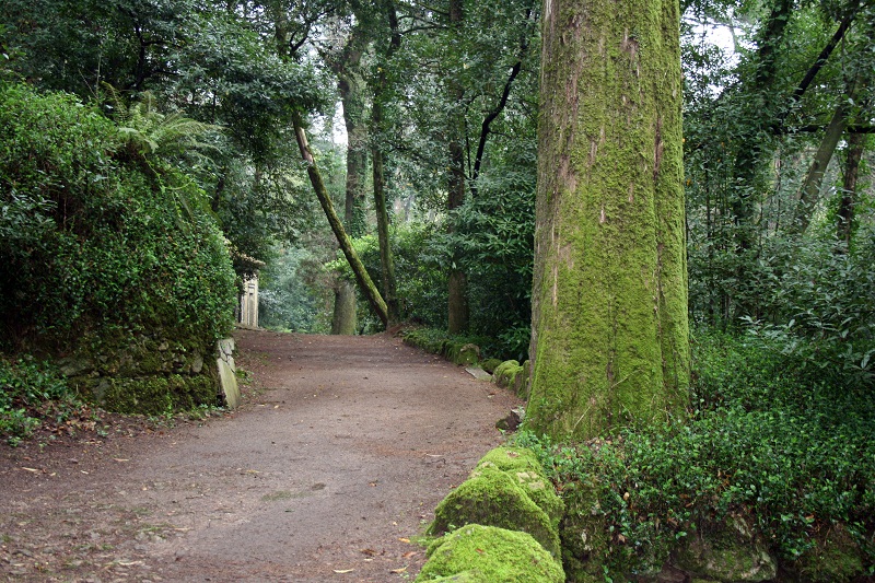 Visitas Mata Nacional do Buçaco